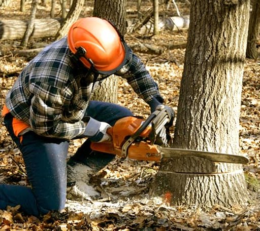Tree Removal in Cuba, KS
